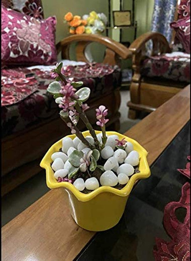 Schmick White Pebbles for Decoration - Pebbles for Plants Pots - Pebbles for Garden, Fish Tank Aquarium, Table, Vase Fillers (1.9 Kg, White Stones) - Image 3